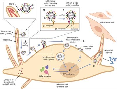 Impact of actin polymerization and filopodia formation on herpes simplex virus entry in epithelial, neuronal, and T lymphocyte cells